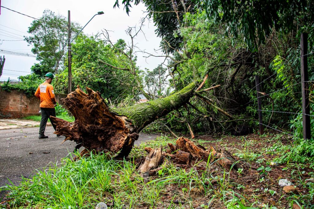 Worker clearing fallen tree on street after storm in Londrina, Brazil.