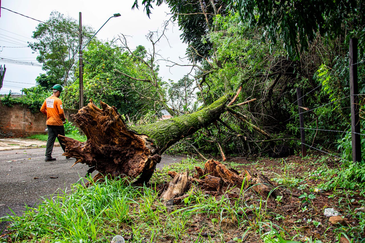 Worker clearing fallen tree on street after storm in Londrina, Brazil.